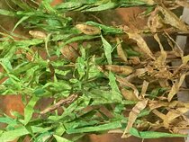 Sunflowers / Field flowers / Corn