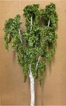 Birch tree set 1/35
