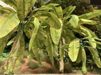  Banana trees set 1/48