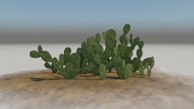 Cactus set B