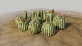 Cactus set C