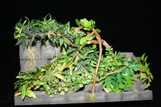 Jungle foliage set