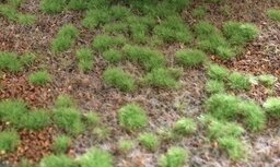 Scenery grass mat &quot;steppe Spring&quot;