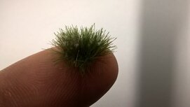  White flowering tufts (+/- 250 tufts)