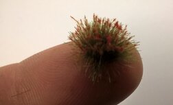  Orange flowering tufts (+/- 250 tufts)