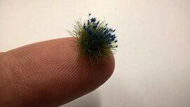  Blue flowering tufts (+/- 250 tufts)