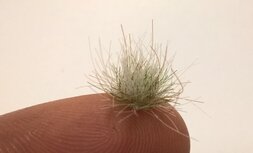 Winter coloured grass tufts (+/- 250 tufts) 4.5-12mm