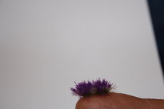   Lavender 4,5 mm - 6 mm   (+/- 260 tuffts)