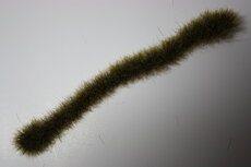 Autumn coloured grass strips (dark) (x12)