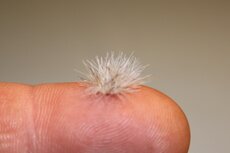  Winter coloured grass tufts (+/- 260)