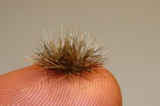 Autumn coloured grass tufts (dark) (+/- 260)