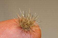 Autumn coloured grass tufts (light) (+/- 260)