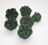 Basic green nut for vegetation