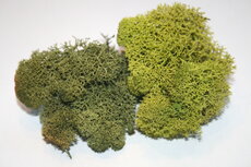 Basic green moss 