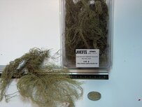 Fine jungle bush (creeper)