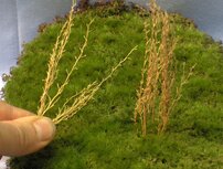 Brown long grass / reed