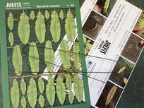 Banana leaves - 1/48