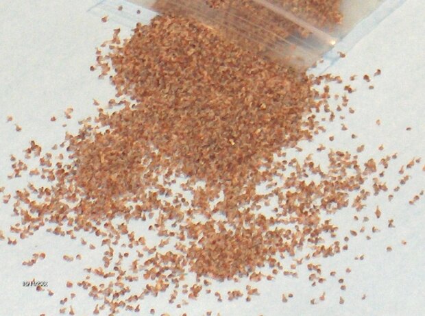 Hedge (ostra) fine leaves