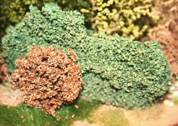 Hedge (ostra) fine leaves