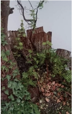 photo : Andrew Argent