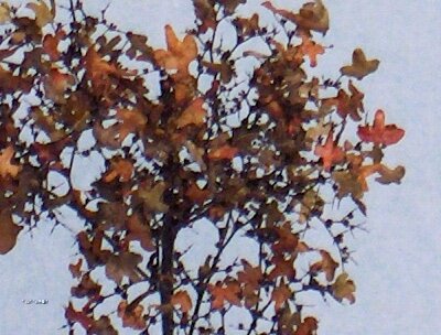 Autumn Leaves 8 colours