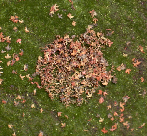 Autumn Leaves 8 colours