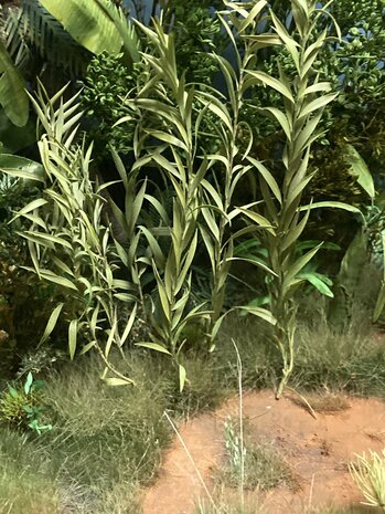 Branches with long green laeves