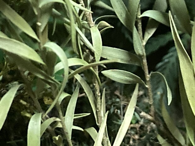 Branches with long green laeves