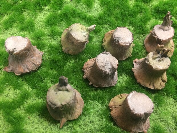 Old tree stumps