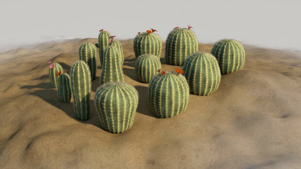 Cactus set C