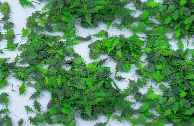 Oak leaves 1/35