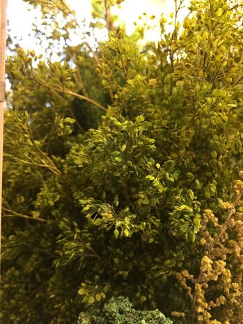 Small green leaves on twigs 3