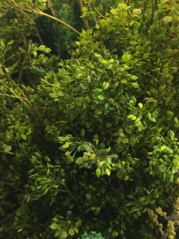 Small green leaves on twigs 3