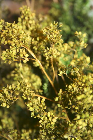 Small green leaves on twigs 3