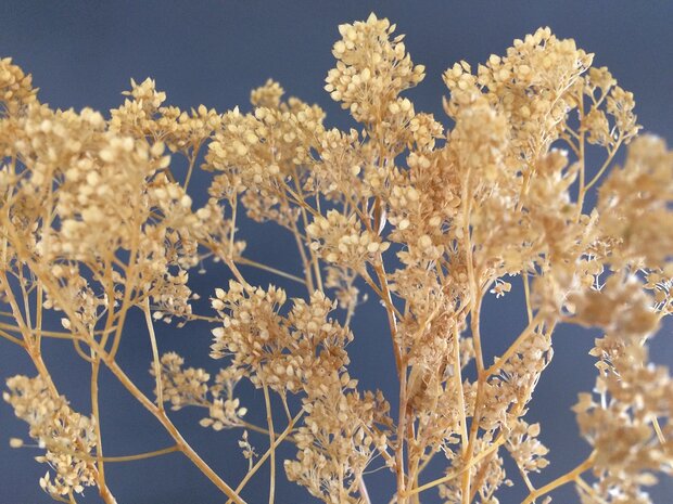 Small brown leaves on twigs 3