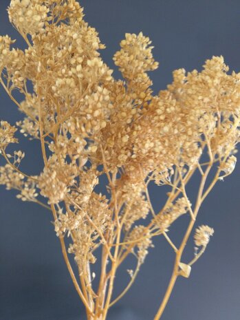 Small brown leaves on twigs 3