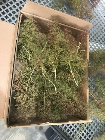 Sea foam (basic 100 series) big box