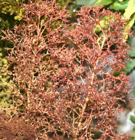 Sea foam (basic 100 series)