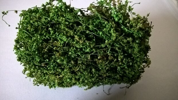 Small green leaves on twigs 2