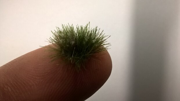  White flowering tufts (+/- 250 tufts)