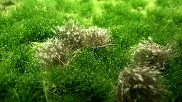  White flowering tufts (+/- 250 tufts)