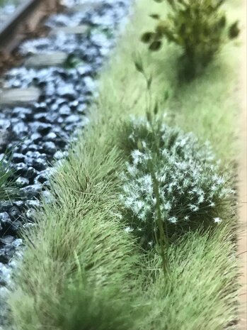  White flowering tufts (+/- 250 tufts)