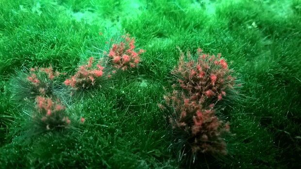  Red flowering tufts (+/- 250 tufts)