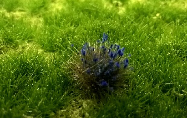  Blue flowering tufts (+/- 250 tufts)