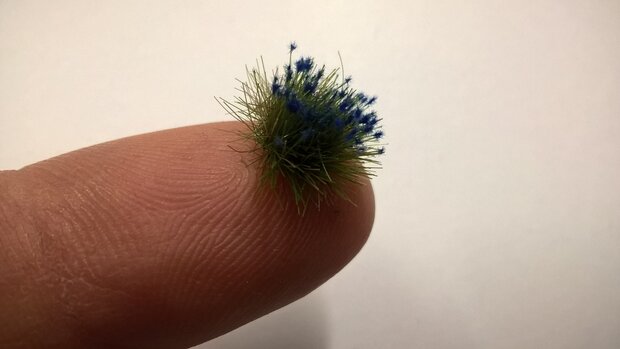  Blue flowering tufts (+/- 250 tufts)