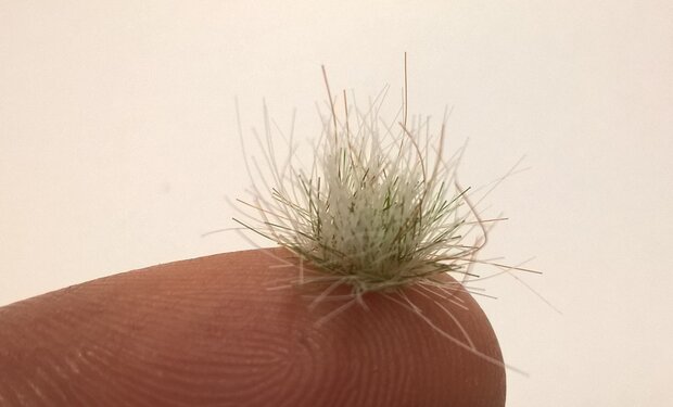  Winter coloured grass tufts (+/- 250 tufts) 4.5-12mm