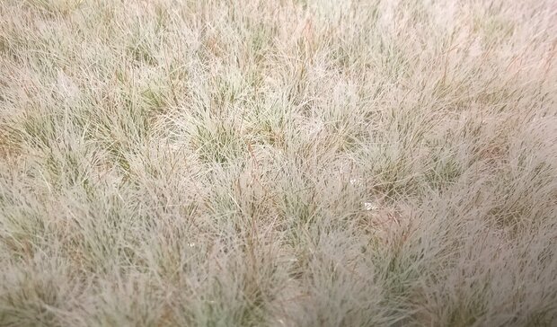  Winter coloured grass tufts (+/- 250 tufts) 4.5-12mm