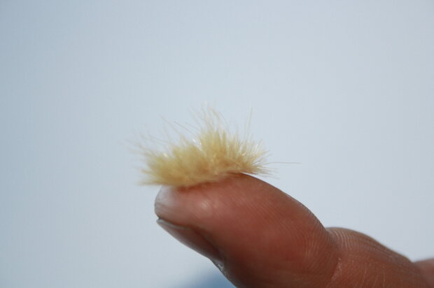  Beige grass tufts (+/- 260 tuffts) 10-12mm