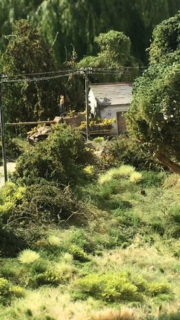  Yellow flowering tufts (+/- 260 tufts)