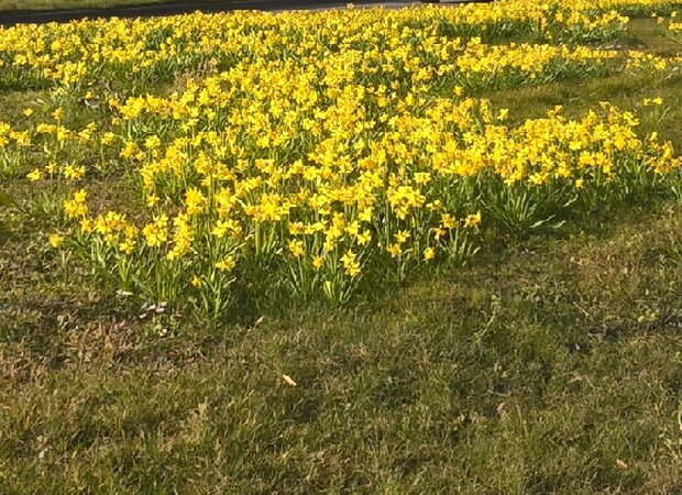  Yellow flowering tufts (+/- 260 tufts)